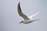 Tern In Flight_32787